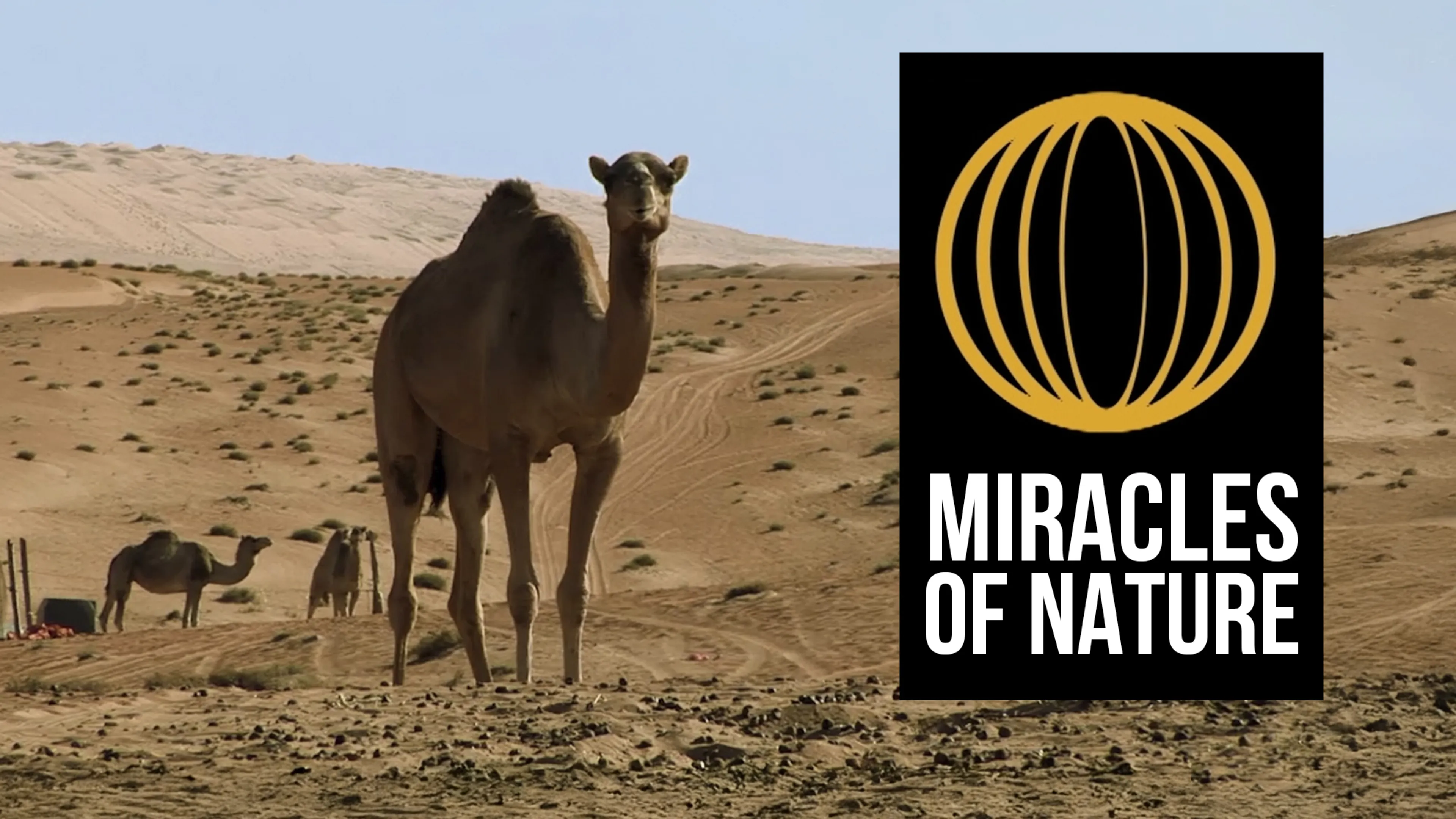 Miracles of Nature poster